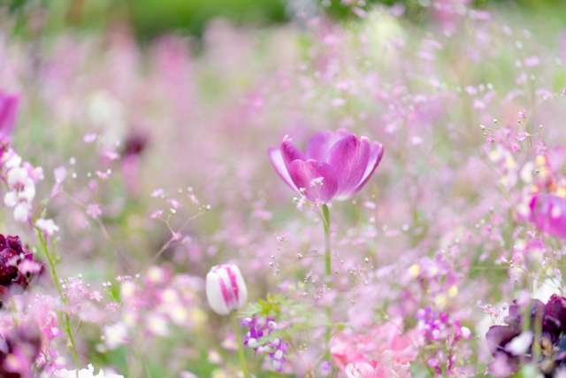 Leading Salon Puruṣa